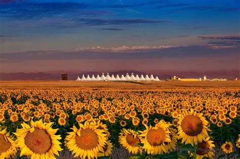 Denver airport sunflower fields near peak bloom